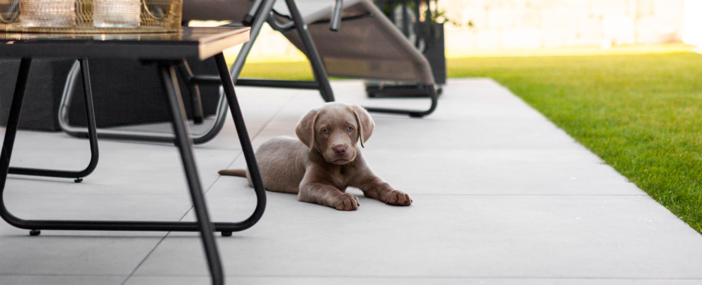 Labrador Welpe liegt zwischen Terrassenstühlen auf Terrassenplatten in Betonoptik