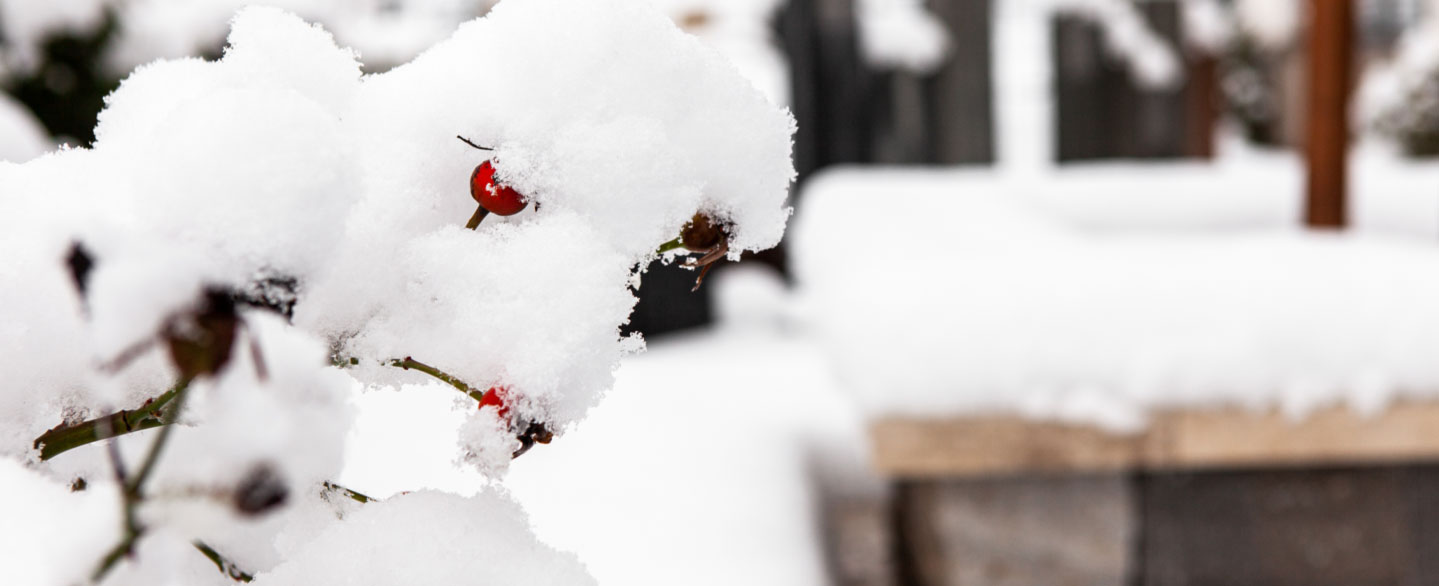 Nahaufnahme eines schneebedeckten Hagebuttenastes
