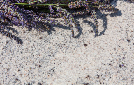 Helle Naturstein Rohplatte mit frischem Lavendel drauf welches den Namen Ivory Fantasy trägt